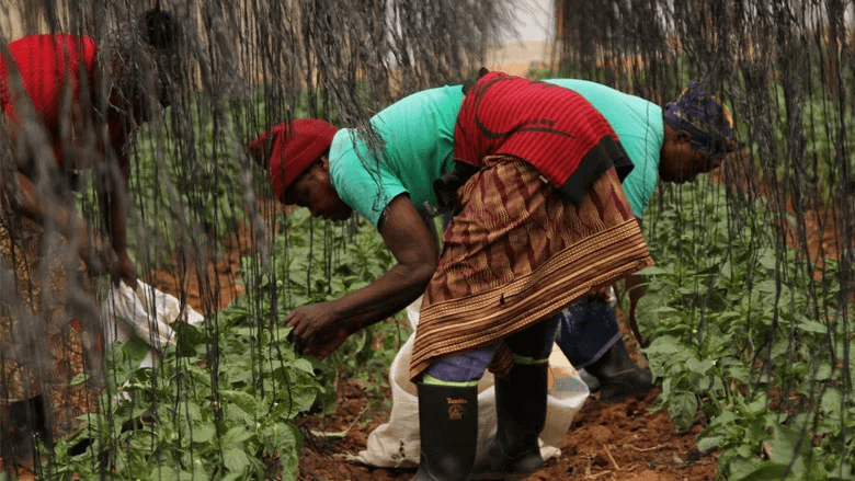 Resilience of Food Systems, Food and Nutrition Security: Toolkit Series