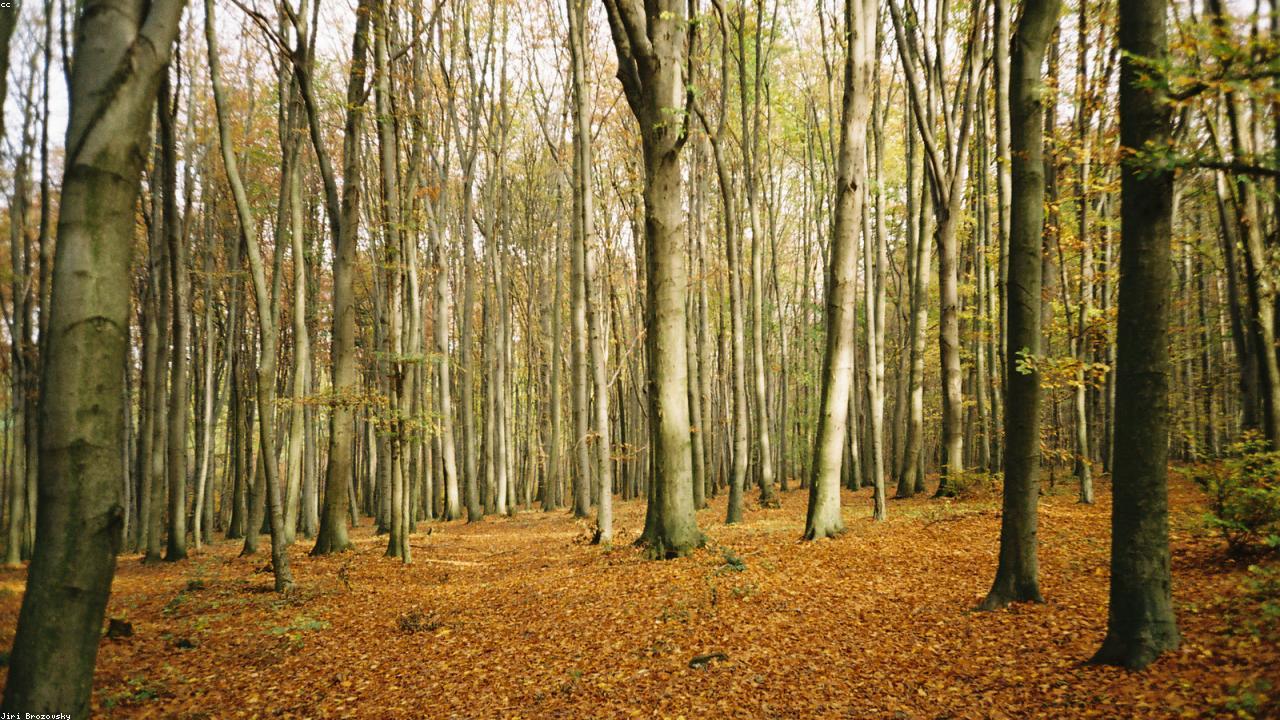 Environment, Forest and Biodiversity Conservation