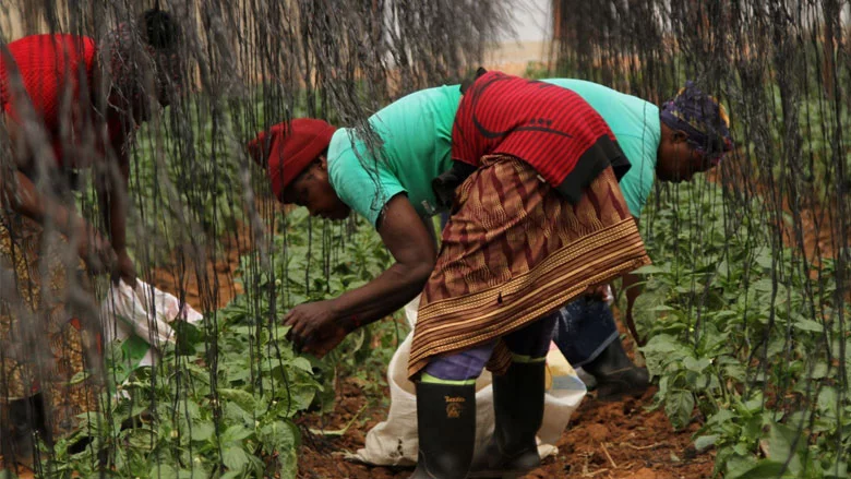 Resilience of Food Systems, Food and Nutrition Security