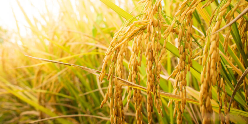 Developing Profitable Rice Milling Business and Rice Paddy Sourcing Strategy
